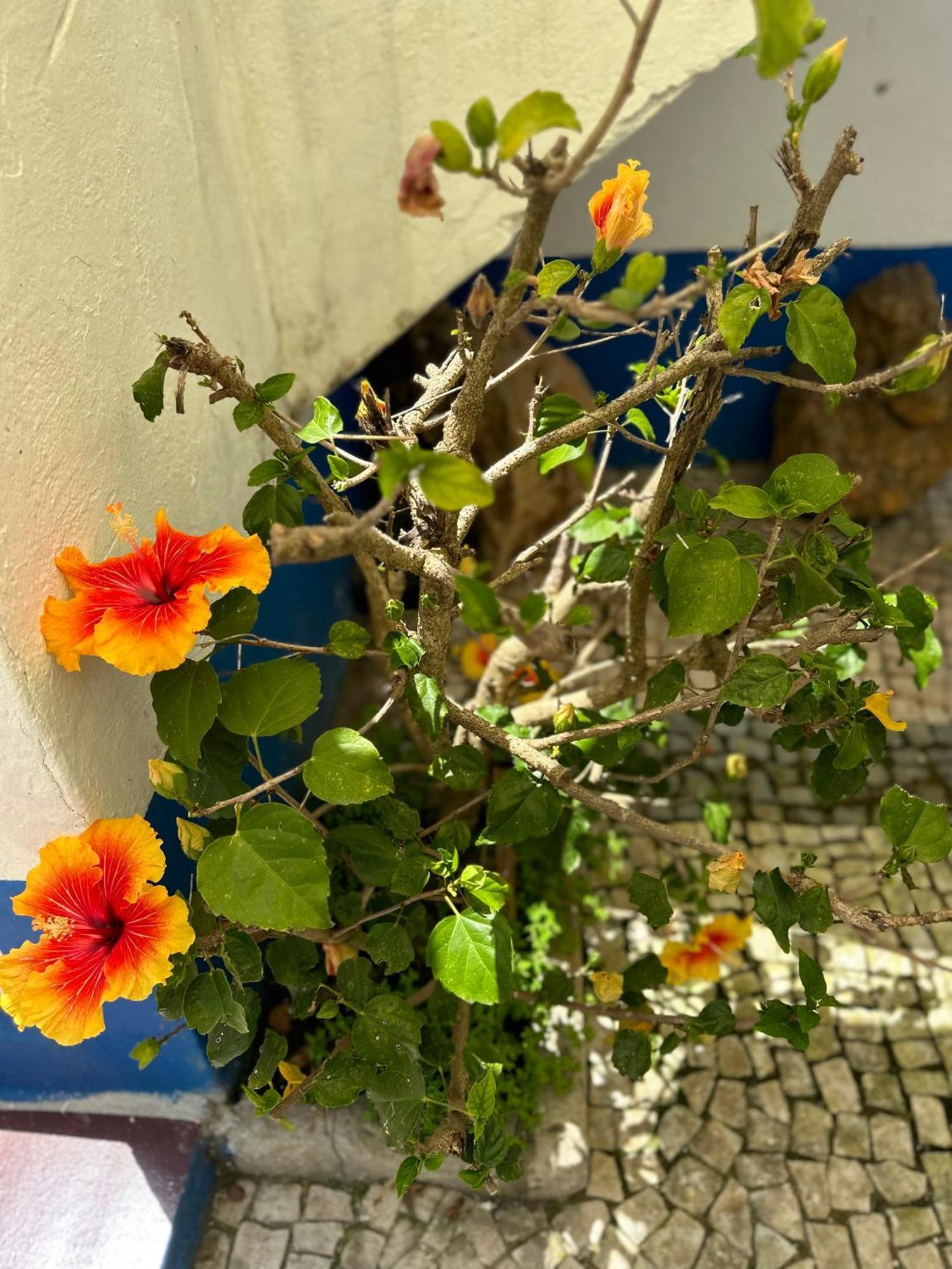 奥比多斯Casa Do Poco住宿加早餐旅馆 外观 照片